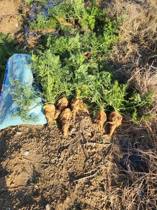 박해용(세건농장)님의 기타작물 · 자유게시판 작성글 사진