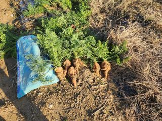 박해용(세건농장)님의 기타작물 · 자유게시판 작성글 사진