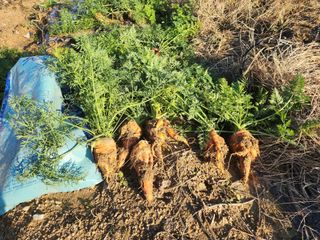 박해용(세건농장)님의 기타작물 · 자유게시판 작성글 사진