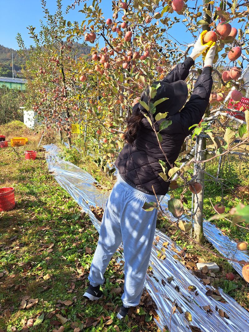 박수정님의 장터 판매 상품 [정품못난이혼합4.5키로] 첨부 사진