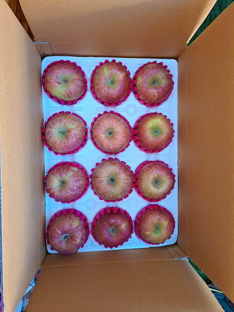 박수정님의 장터 판매 상품 [정품못난이혼합4.5키로] 첨부 사진