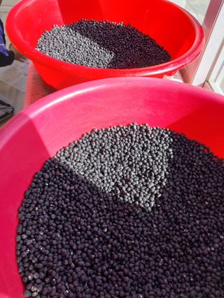 성주 농업인님의 자유주제 · 칭찬해요 작성글 사진