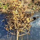 팜모닝 콩·영농일지 게시글 이미지