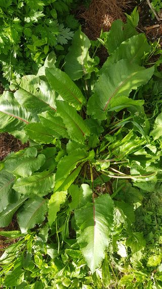 송의재님의 사과 · 병해충상담 작성글 사진