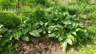 송의재님의 사과 · 병해충상담 작성글 사진