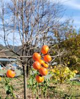 팜모닝 최근 산 물건을 알려주세요!·참여글 게시글 이미지