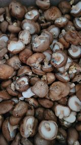 팜모닝 최근 산 물건을 알려주세요!·참여글 게시글 이미지