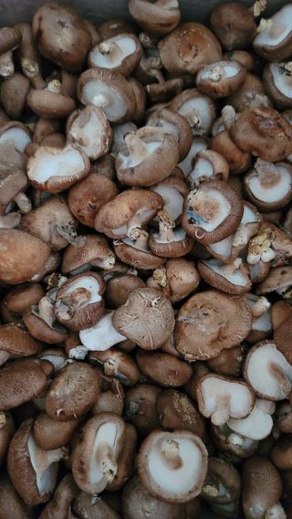 솔안골농장(이영선)님의 최근 산 물건을 알려주세요! · 참여글 작성글 사진