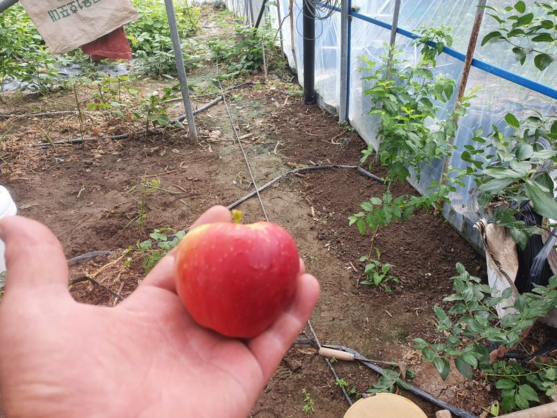 오대원님의 장터 판매 상품 [루비에스미니사과 수퍼복분자 블랙 베리 왜성호두 민엄나무묘목  판매합니다 ] 첨부 사진