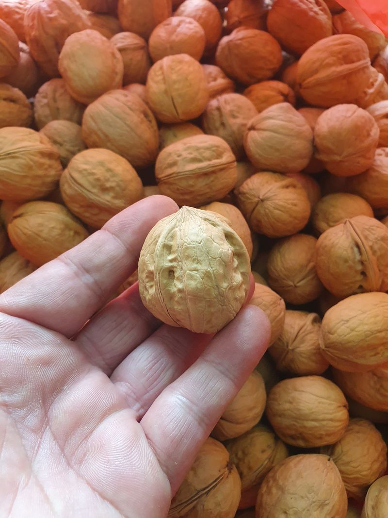 오대원님의 장터 판매 상품 [루비에스미니사과 수퍼복분자 블랙 베리 왜성호두 민엄나무묘목  판매합니다 ] 첨부 사진