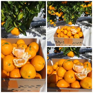 감귤해진님의 작성글 사진