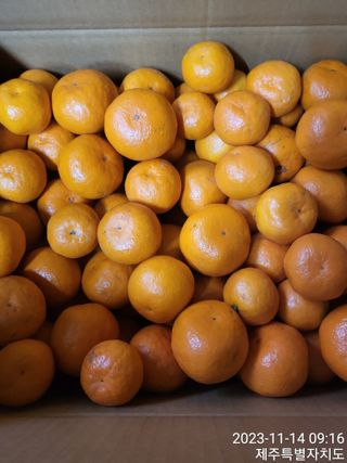 감귤해진님의 작성글 사진