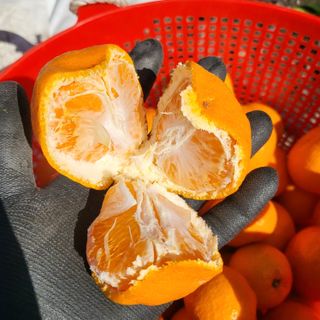 감귤해진님의 작성글 사진