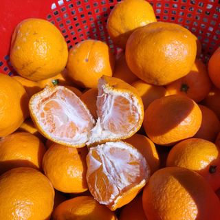 감귤해진님의 작성글 사진