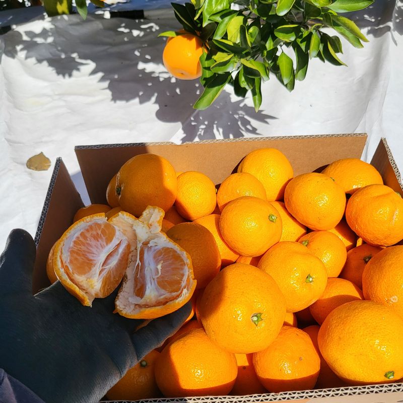 감귤해진님의 장터 판매 상품 [5KG꿀당도[13Brix]감귤] 첨부 사진