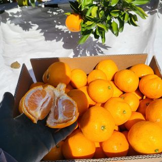 감귤해진님의 작성글 사진