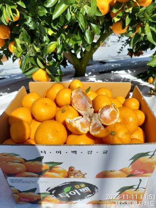 감귤해진님의 작성글 사진