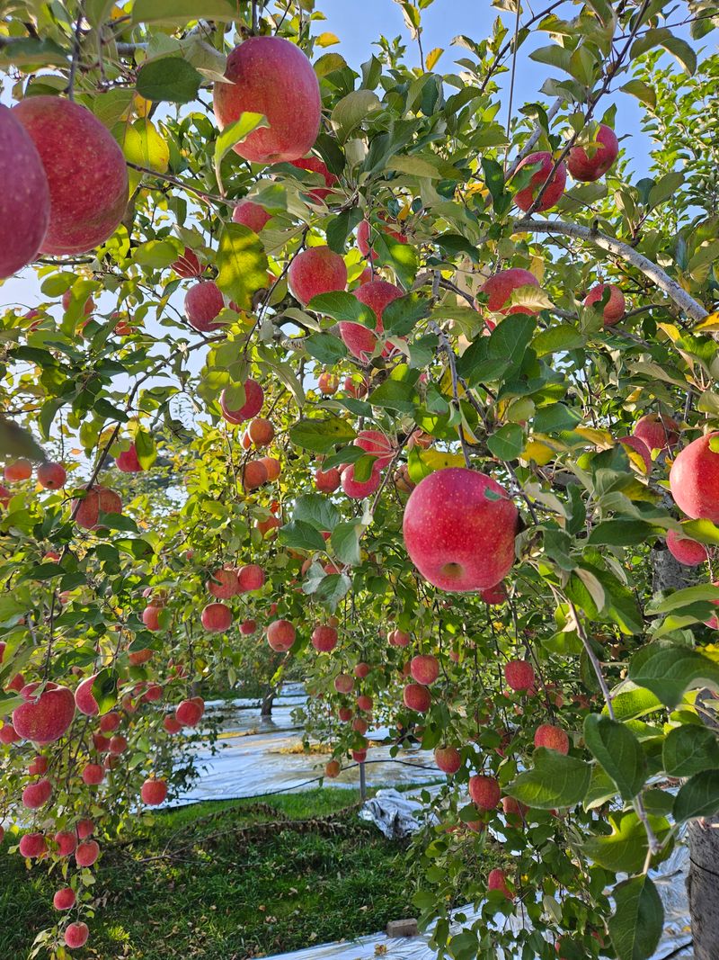 장터 상품 [거창 또바기 사과 5/10kg] 썸네일