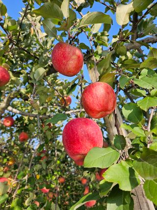 또바기사과(이훈희)님의 작성글 사진
