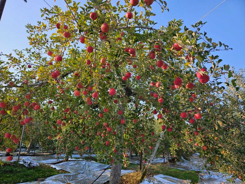 또바기사과(이훈희)님의 장터 판매 상품 [거창 또바기 사과 5/10kg] 첨부 사진