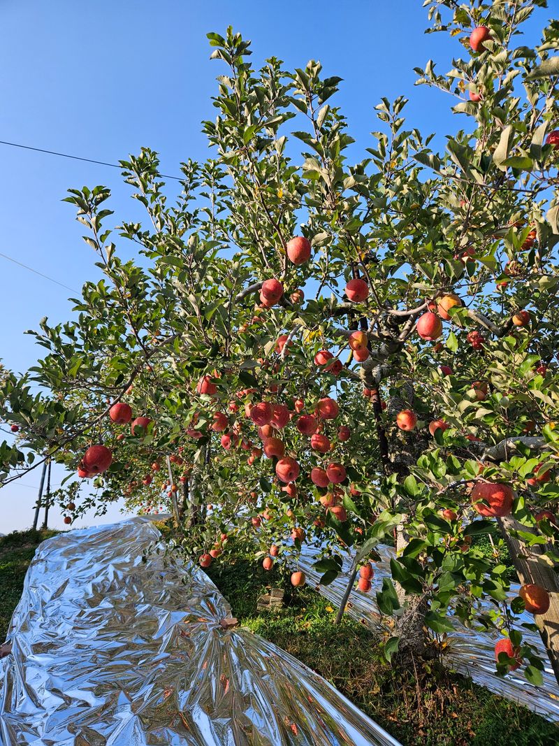 또바기사과(이훈희)님의 장터 판매 상품 [거창 또바기 사과 5/10kg] 첨부 사진