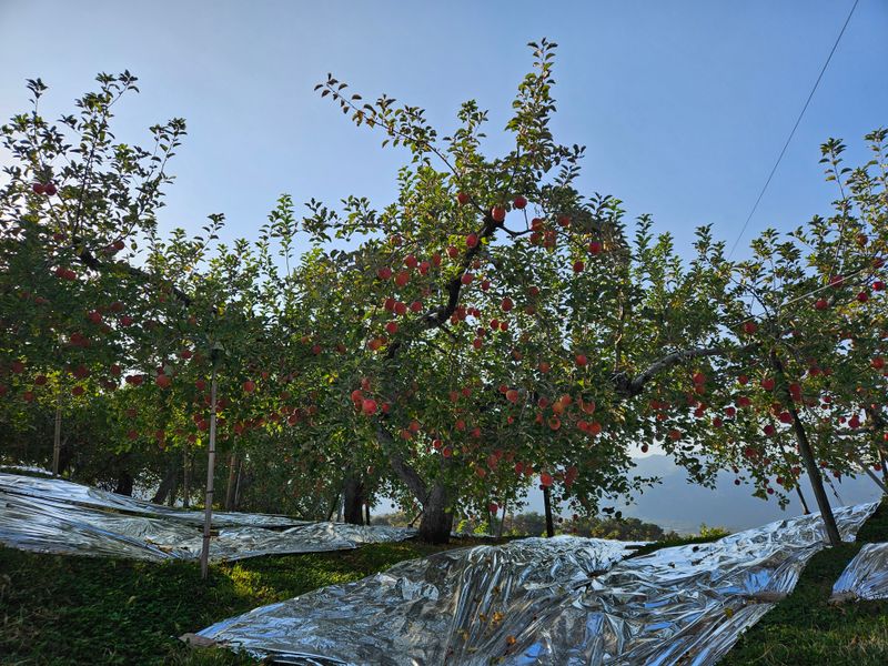 또바기사과(이훈희)님의 장터 판매 상품 [거창 또바기 사과 5/10kg] 첨부 사진