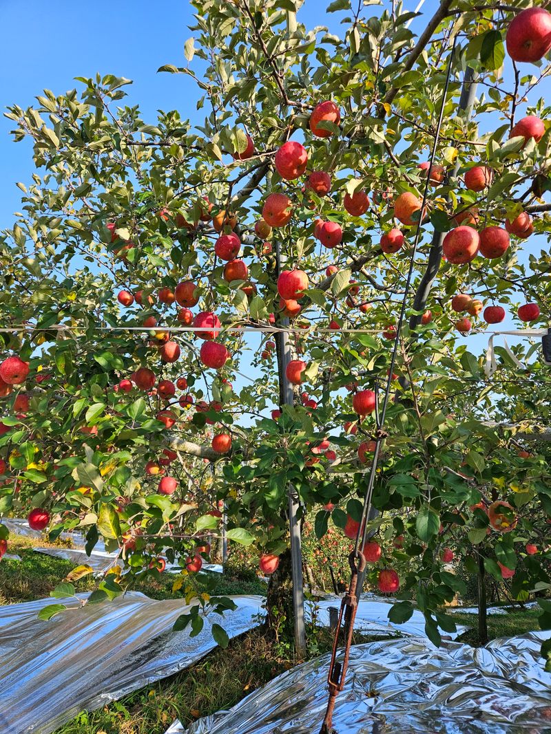 또바기사과(이훈희)님의 장터 판매 상품 [거창 또바기 사과 5/10kg] 첨부 사진