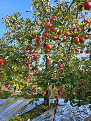 또바기사과(이훈희)님의 작성글 사진