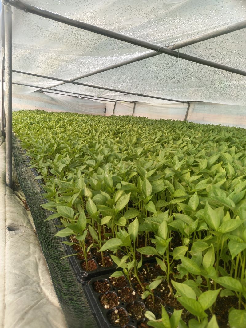 김용철님의 장터 판매 상품 [햇고추 가루 600g18000원] 첨부 사진