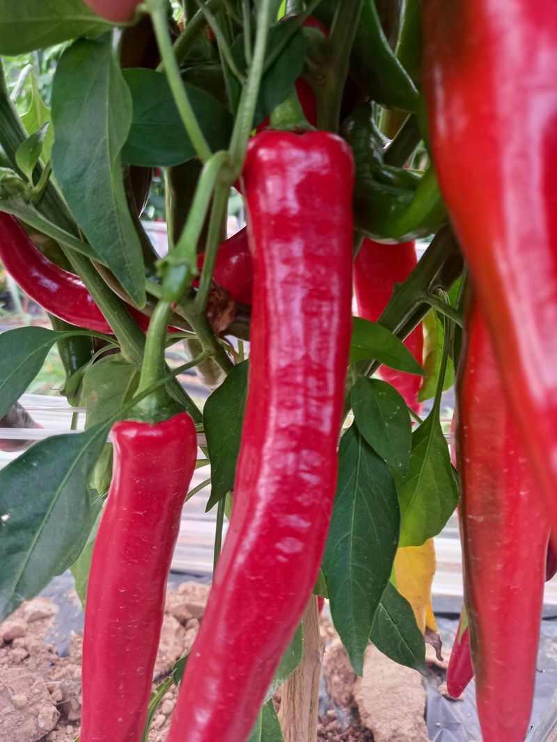 김용철님의 장터 판매 상품 [햇고추 가루 600g18000원] 첨부 사진