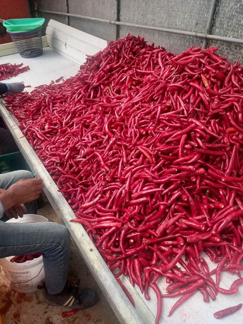 김용철님의 장터 판매 상품 [햇고추 가루 600g18000원] 첨부 사진