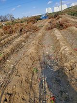 팜모닝 고추·영농일지 게시글 이미지