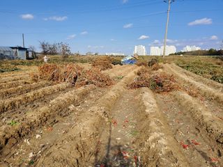 최남옥님의 고추 · 영농일지 작성글 사진