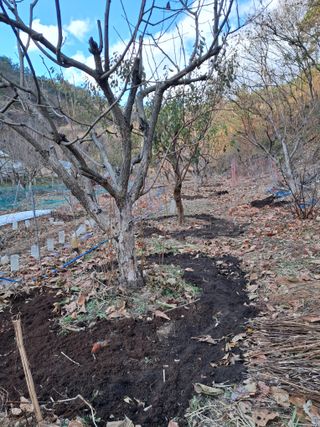 낙엽교목류21691님의 감 · 자유게시판 작성글 사진