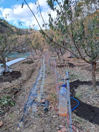 낙엽교목류21691님의 감 · 자유게시판 작성글 사진