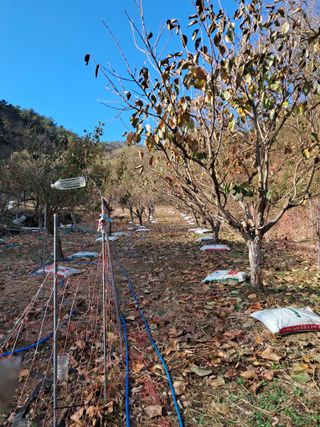낙엽교목류21691님의 감 · 자유게시판 작성글 사진