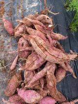 팜모닝 고구마·자유게시판 게시글 이미지