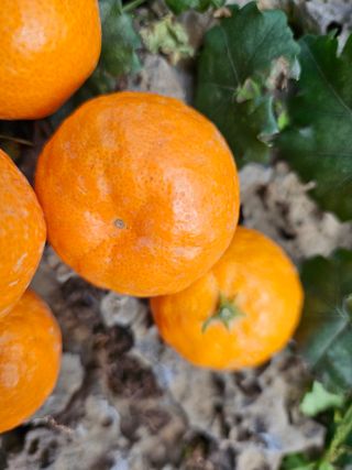 선물차롱님의 최근 산 물건을 알려주세요! · 참여글 작성글 사진