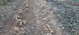 장준재님의 기타작물 · 자유게시판 작성글 사진