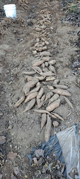 장준재님의 기타작물 · 자유게시판 작성글 사진