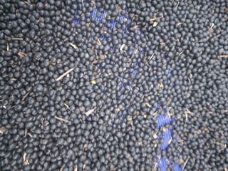 박해용(세건농장)님의 콩 · 자유게시판 작성글 사진