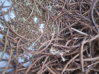 박해용(세건농장)님의 콩 · 자유게시판 작성글 사진