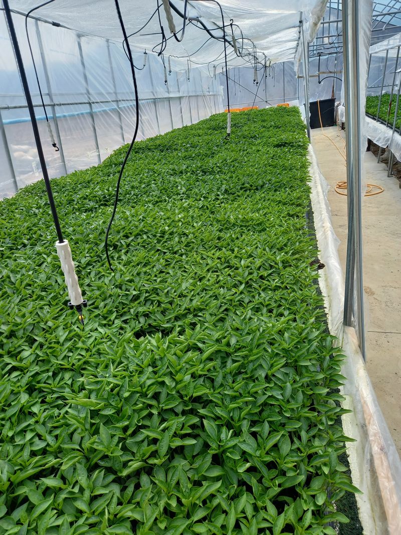 김용철님의 장터 판매 상품 [햇고추 600g18000원두물고추] 첨부 사진