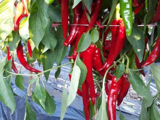 김용철님의 작성글 사진