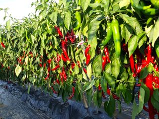 김용철님의 작성글 사진