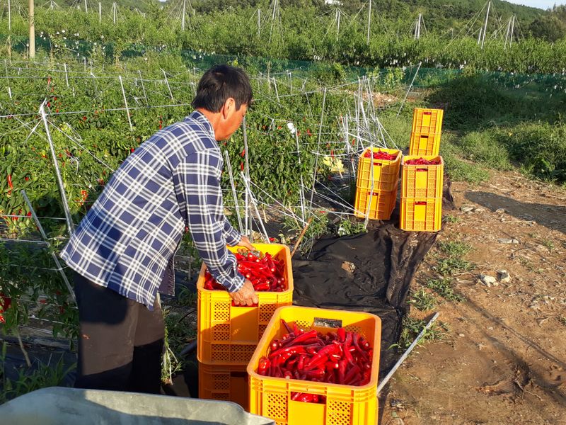 김용철님의 장터 판매 상품 [햇고추 600g18000원두물고추] 첨부 사진