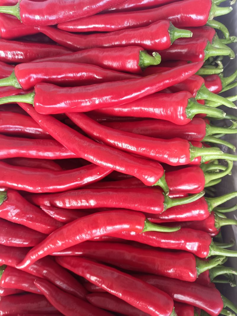 김용철님의 장터 판매 상품 [햇고추 600g18000원두물고추] 첨부 사진