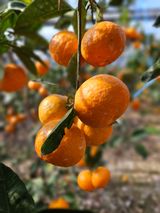 팜모닝 귤·수확 게시글 이미지