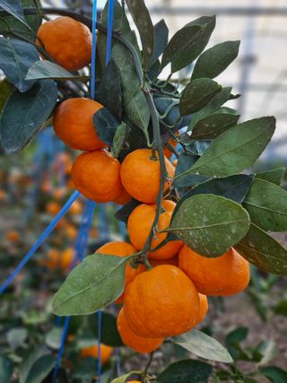 선물차롱님의 귤 · 수확 작성글 사진