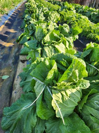 장재갑님의 배추 · 영농일지 작성글 사진